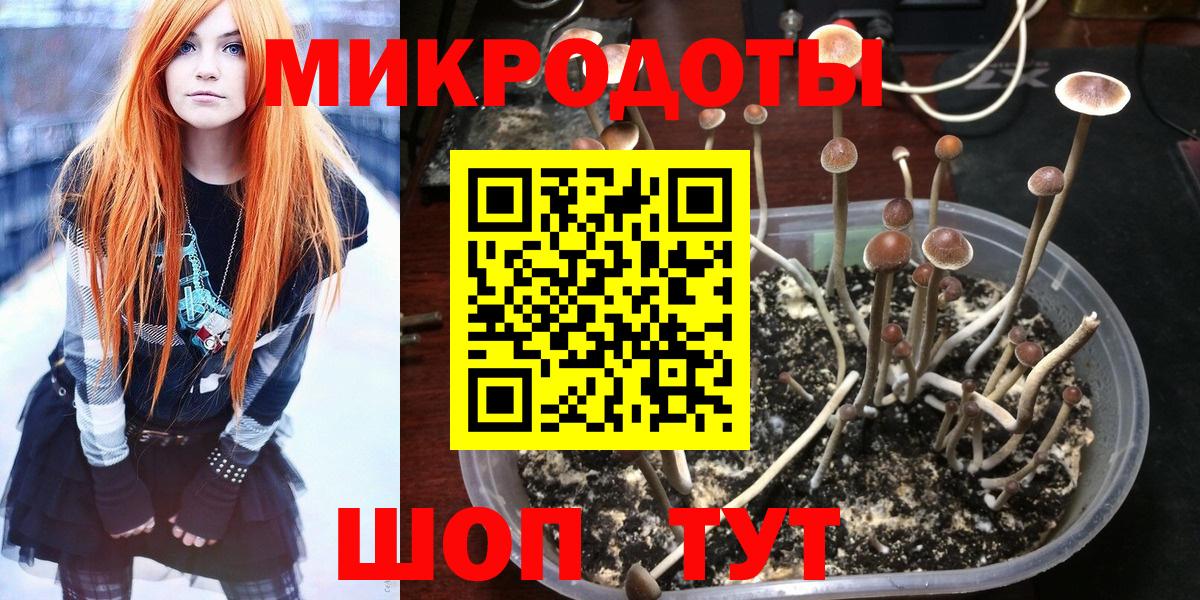 Псилоцибиновые грибы Psilocybe Тобольск
